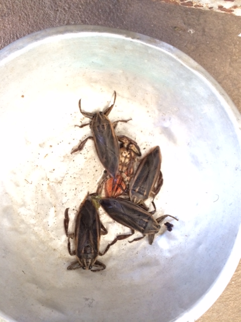 Mangda at the market