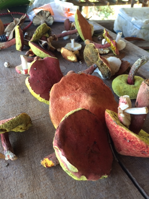 Fresh mountain mushrooms